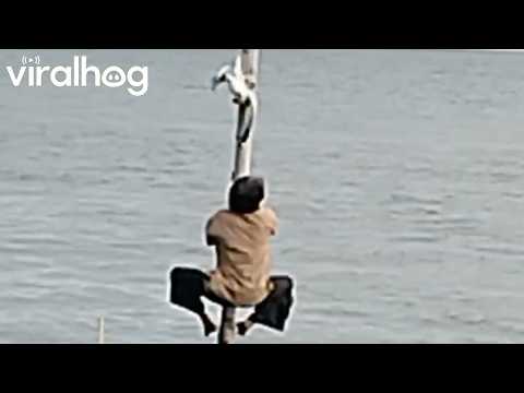 Man Climbs Pole to Save Stuck Seagull || ViralHog