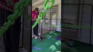 The funny things we say to our dogs