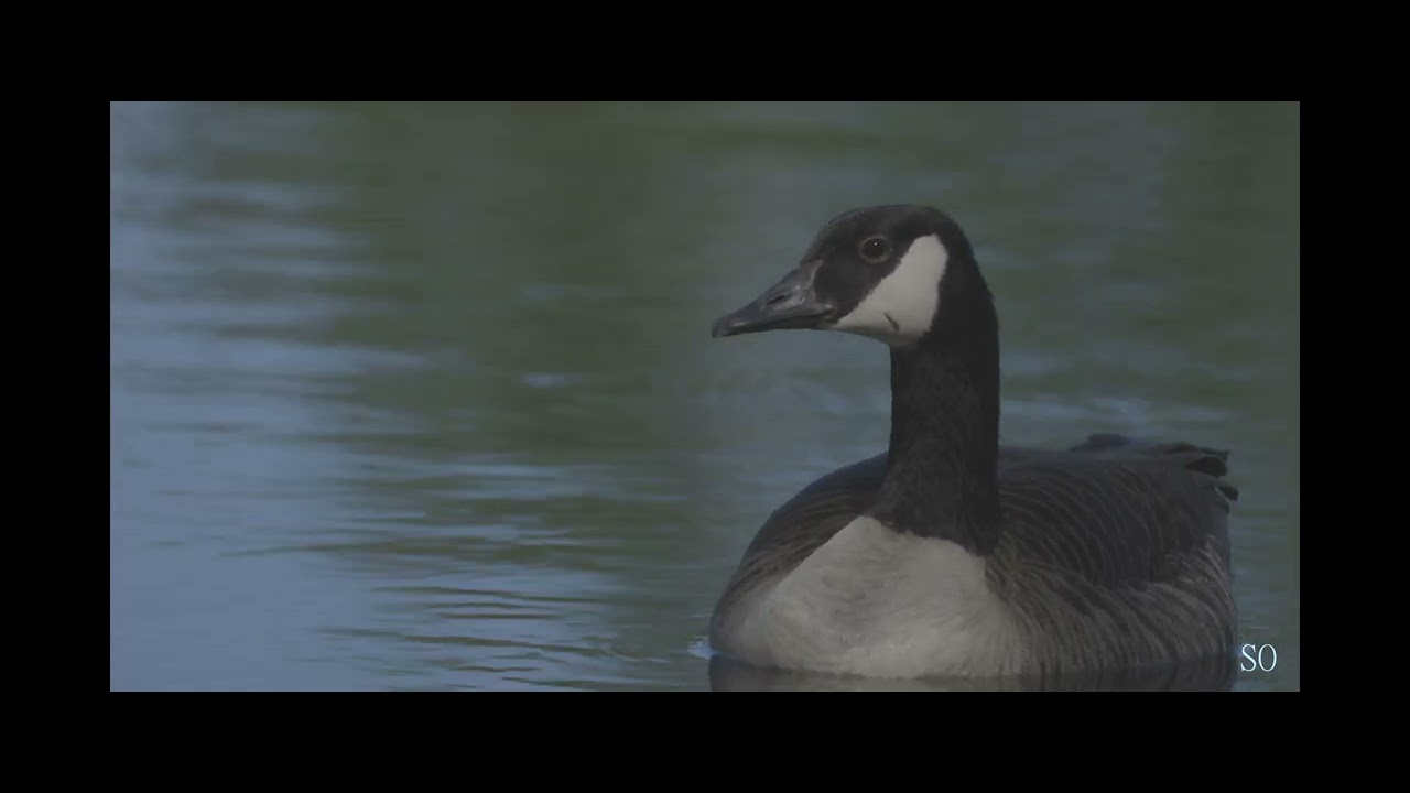 Träden återvänder 2026