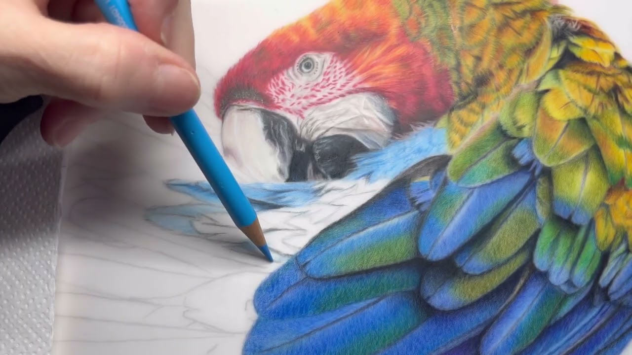 Рисунок попугая на чертежной пленке