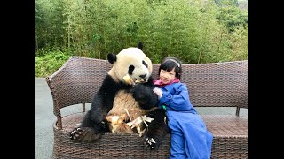 Giant Panda Hug Experience in Sichuan, China