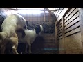 Boer goat 100% : Moloss