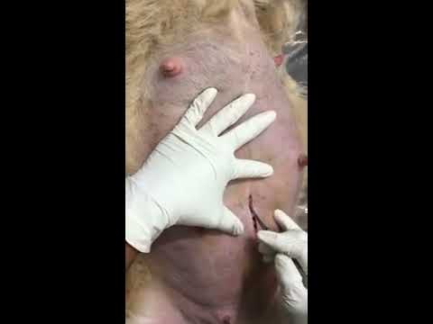 Video Quy trình mổ đẻ chó Corgi - youtube