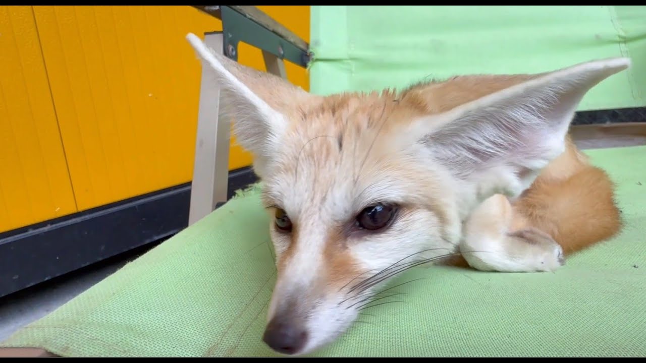 Avestruz se come un microfono