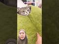 ternyata kucing tidur‼️tamilstatus1723 #cat #dubbing #funny #shorts