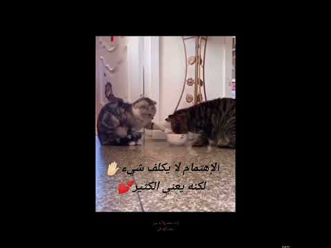 شيلة إنت في قلبي حياة آداء فالح المعاوي الاهتمام لا يكلف شيء لكنه يعني الكثير