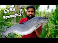 4.5 Kg Salmon Cooking In Kerala Village  / സാൽമൺ കേരളത്തിലും കിട്ടും മീനിന് രുചി അൽപ്പം കൂടുതലാണ്