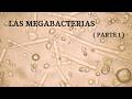 LAS MEGABACTERIAS  ( PARTE 1 )