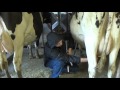 Milking Cows In The Evening!