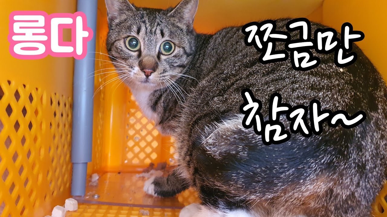 3일✌️2부 갑자기 롱다(롱쥬엄마)를 포획한 이유는?