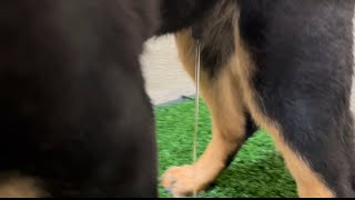 Puppy Uses Dog Potty Hacked Urine Bowl “WORKS”