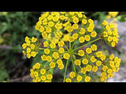 Video: Lovage Herb - Cómo cultivar apio de monte