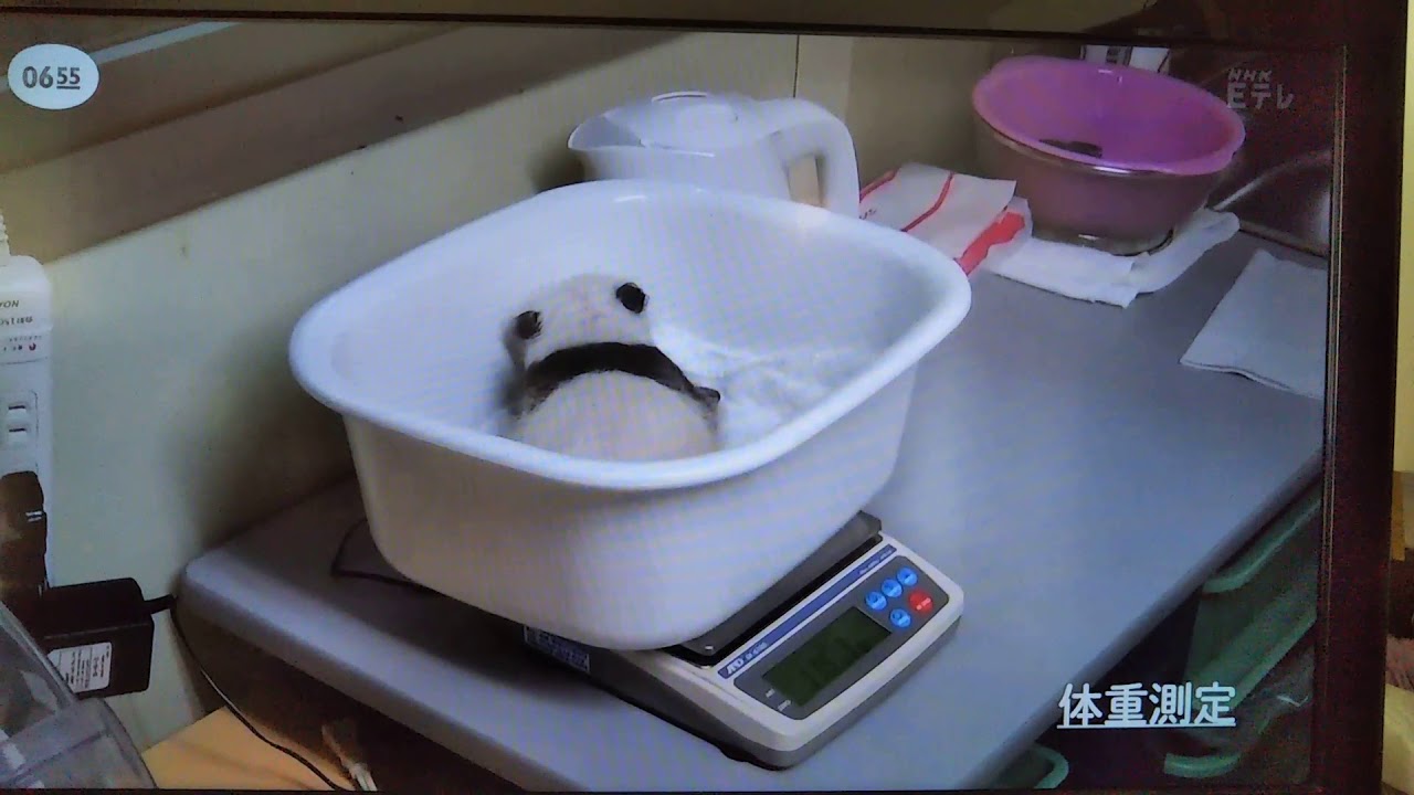 上野動物園準備中 NHK Eテレより