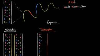 Différence entre la réplication et la transcription de l'ADN