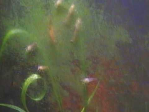 Video: Spiser guppyer alger?