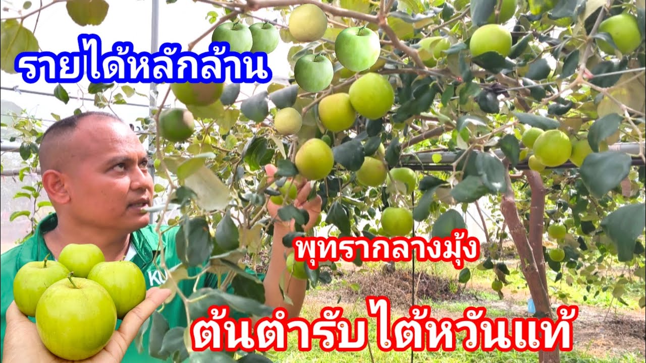 พุทราเงินล้าน!! ต้นตำรับไต้หวัน-เมืองไทย เผยเคล็ดลับดีๆที่หลายคนไม่รู้ พิกัด สวนพุทราลุงล้าน