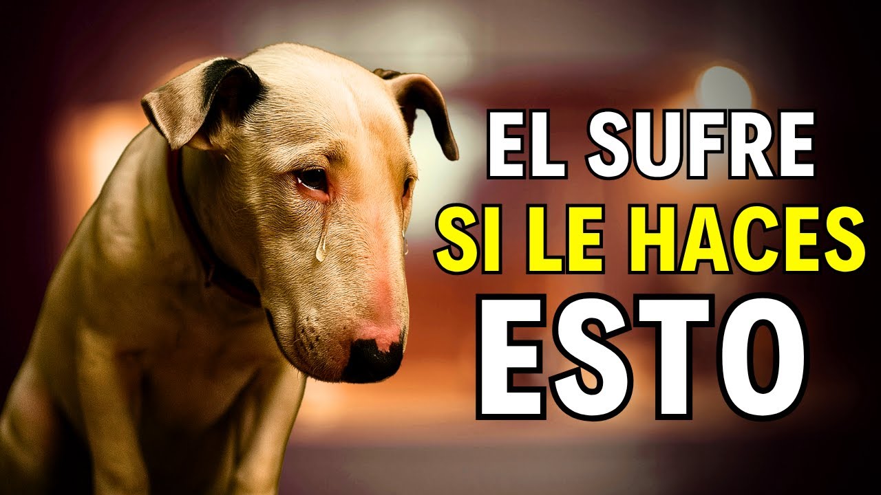 ESTO que haces a tu perro le causa dolor emocional | 10 acciones que NO sabías