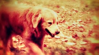 Famous Homeward Bound - “I will always return” Wealth