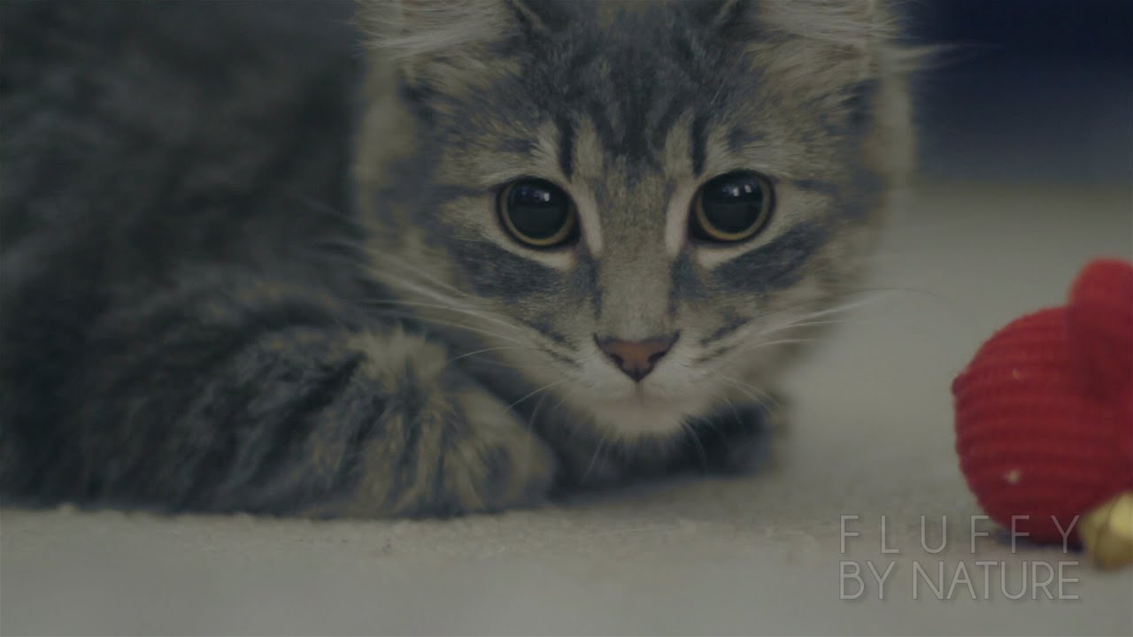 CAS & FINN' BUBBLEWRAP MYSTERY