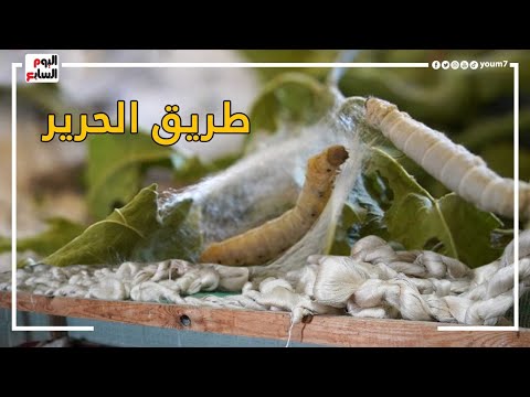 طريق الحرير نجع الشيخ عون تنهي علي البطالة بدودة قز