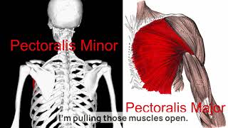 Table Thai Massage Fort Smith, Arkansas Upper Back & Neck Work with Anatomy