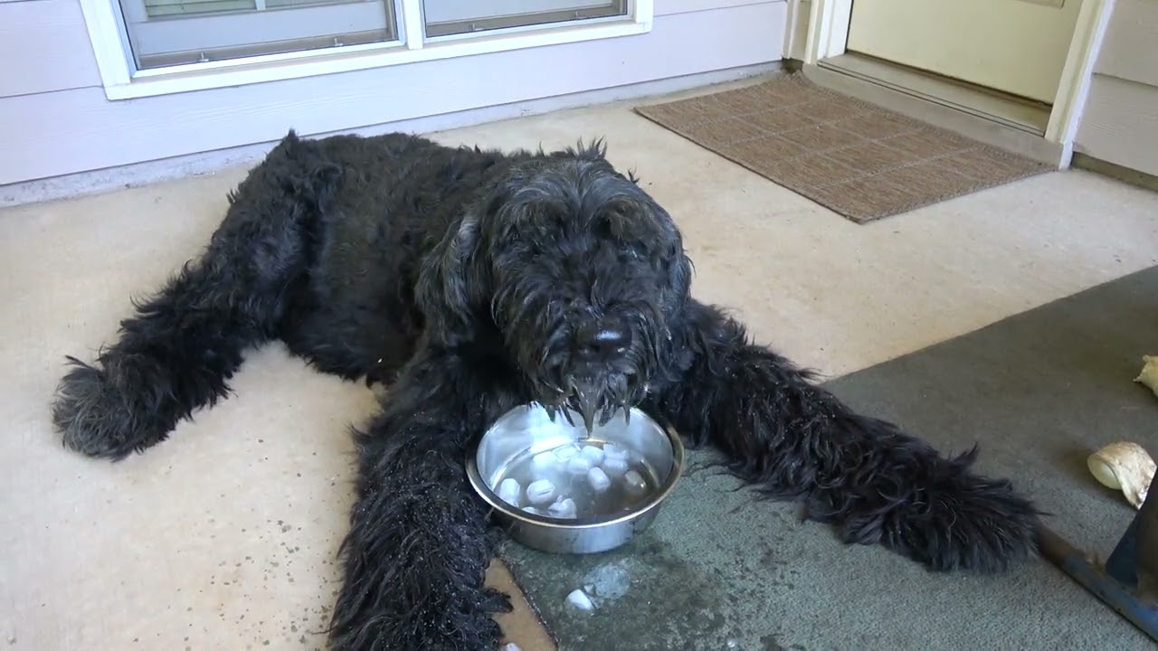 Giant Schnauzer does not mess around !! ICE  !!!