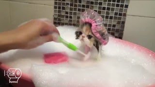 FUNNY! Pet Animals Getting Bath