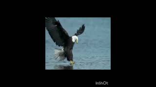 Download Lagu Como uma Aguia MP3