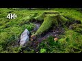 Mossy Spruce Forest Walk | Live Natural Sound, Wind &amp; Birds | 4K 60FPS