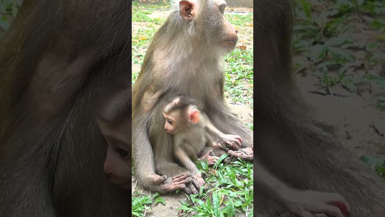 Why Little Baby Crying So Loudly Like that 