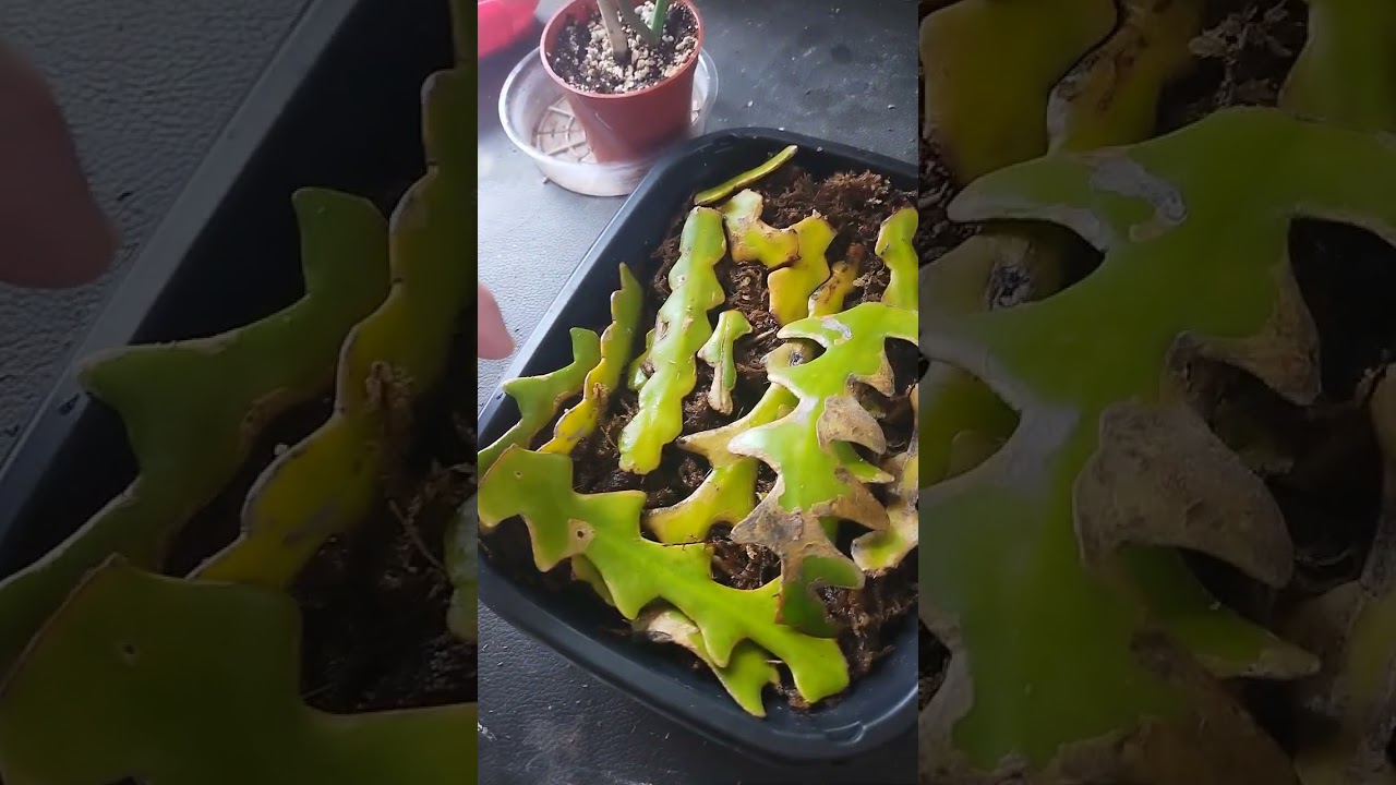 Where the magic happens. Garage high humidity propagation, wet stick box, plant repotting area