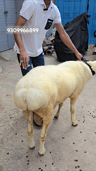 Pick-up artistlari meni anal jinsiy aloqada bolishga kondirishdi