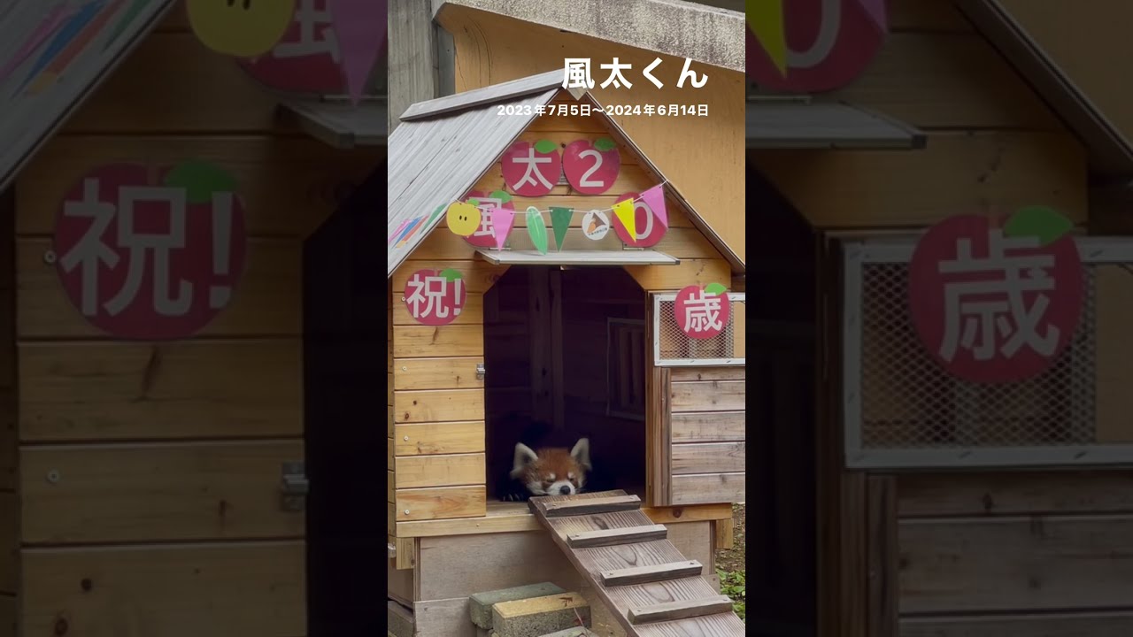 お誕生日おめでとうございます！！ 風太くんの一年 レッサーパンダ