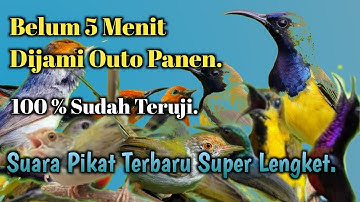 MP3 Pikat Burung Kecil Ribut PALING AMPUH.