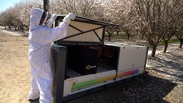 Smart Beehives to Save the Bees