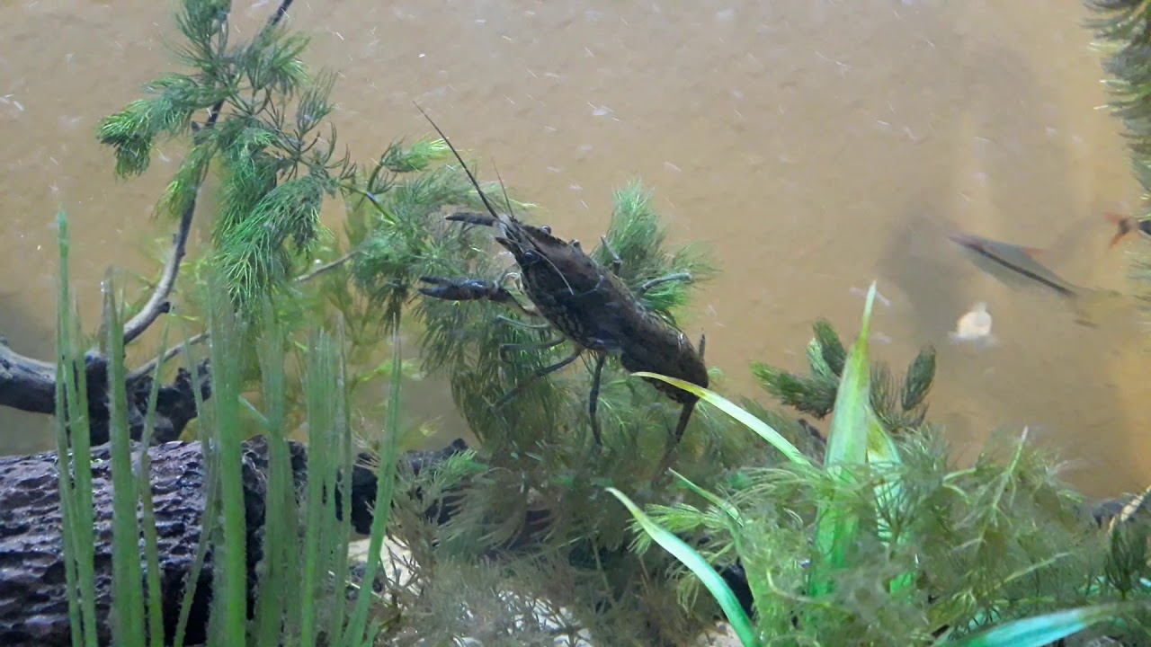 video phone lyrics 55 gallon update