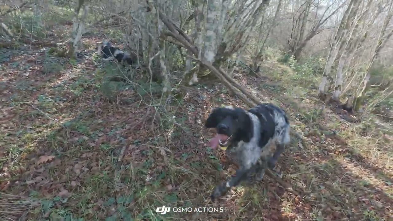 EPAGNEUL BRETON Η πολύπειρη ETNA μαθαίνει τα νεαρά 20/12/25