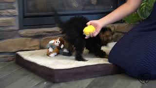 Remi The Golden Mountain Doodles Training Introduction!