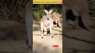 These animal facts will blow your mind 😱🚨