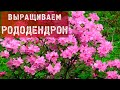 ЗОЛОТЫЕ ПРАВИЛА ВЫРАЩИВАНИЯ РОДОДЕНДРОНА!