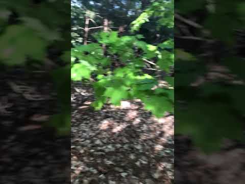 11742 S. Roen Dr, Empire, MI home video tour