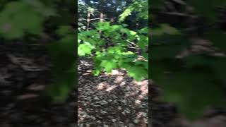 11742 S. Roen Dr video tour