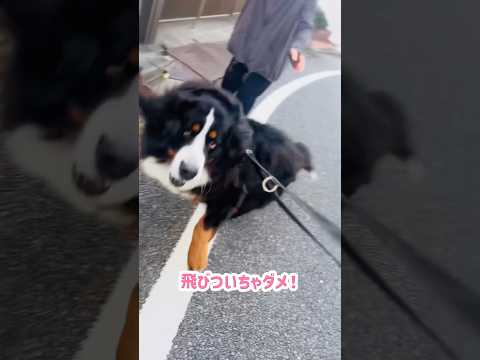 大好きな人に会えて大ジャンプ‼️喜び全開バーニーズ🐾