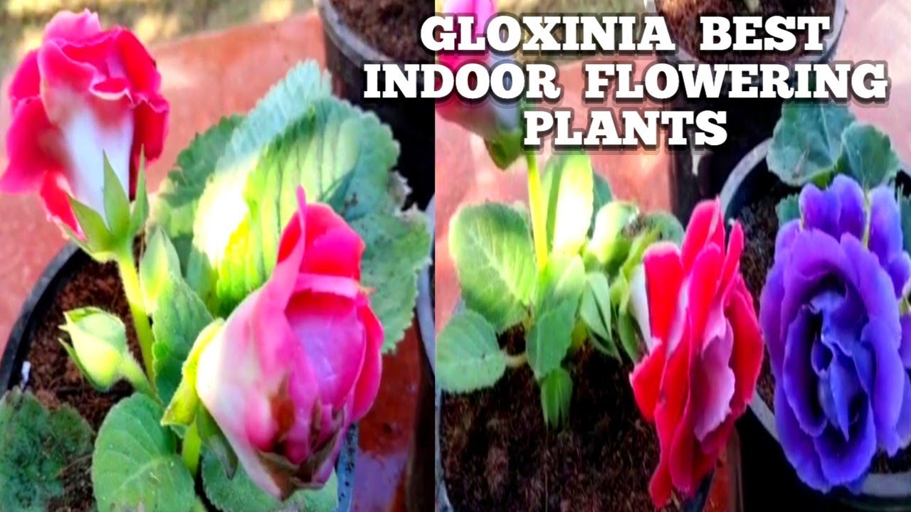 Gloxinia Indoor Flowering plant Care Tips ll Best Indoor  Flowering Plant Gloxinia