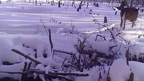 Late winter Wetland   Large 540p