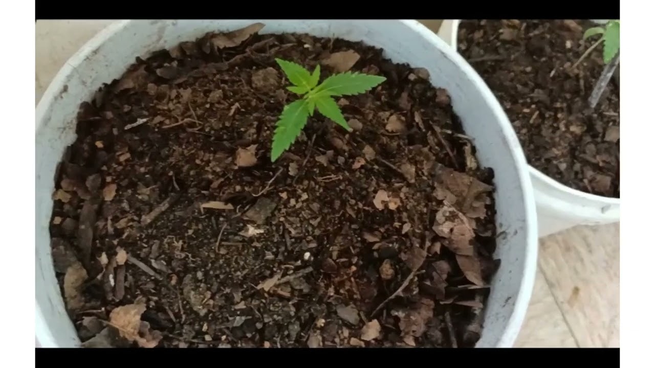 cultivo de marihuana semillas regulares 
