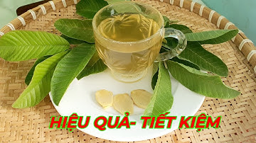 LÁ ỔI- GỪNG : bài thuốc trị dứt điểm đau,viêm loét, trào ngược Dạ dày rất đơn giản dễ dùng.