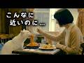 【白猫の日常】こんなに近いのに...|ねこせいかつ|So Close, Yet...