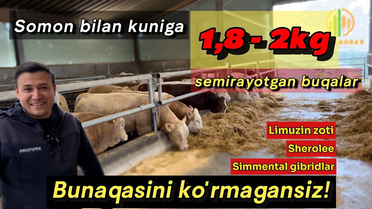 YANGICHA boqish usuli: Quruq yem va somon bilan kuniga 2 kg o'sish #idealagrar #chorva #ozuqa