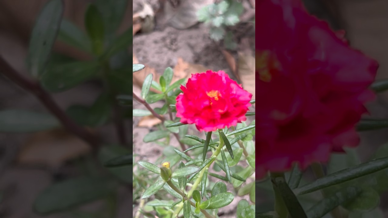 Portulaca grandiflora: A Succulent Flowering Plant
